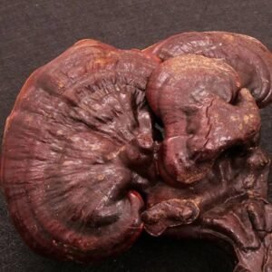 Buy Reishi Mushroom Online
