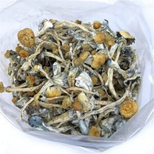 Golden Teachers Magic Mushrooms