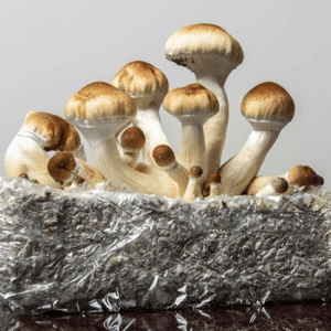 Flow State Microdosing