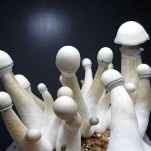 Albino Penis Envy Mushrooms (APE)