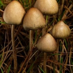 Liberty cap mushrooms